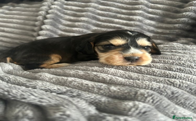 Cocker Spaniel dogs - Advert 5