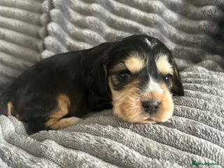 Cocker Spaniel dogs - Advert 27