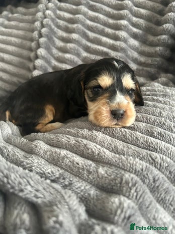 Cocker Spaniel dogs - Advert 5