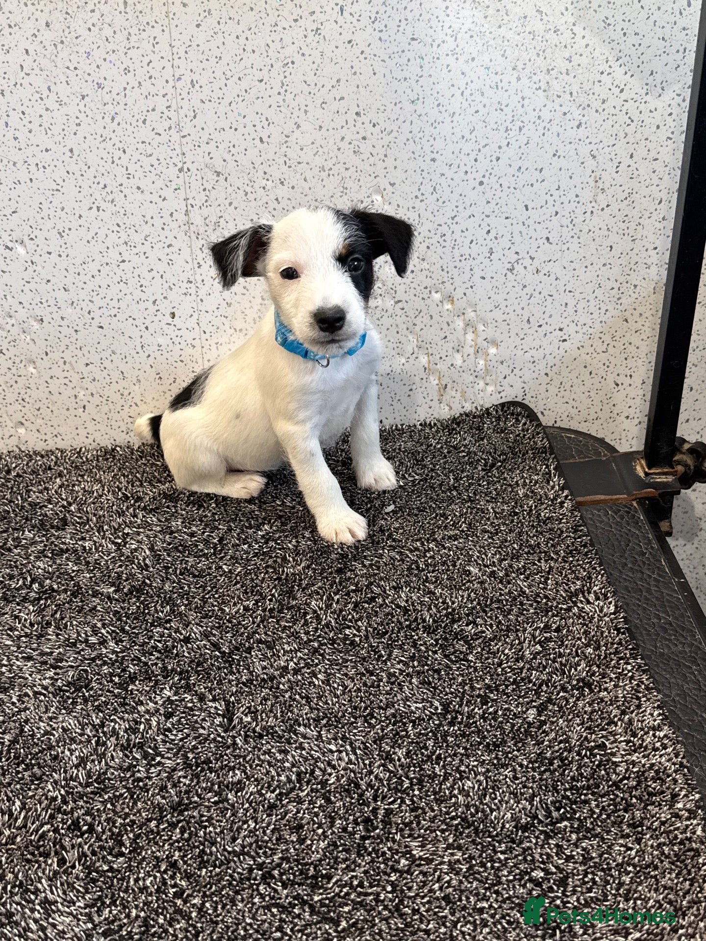 Jack Russell dogs for sale: Working type jack Russell pups  - Advert 2