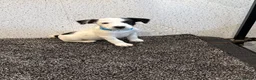 Jack Russell dogs for sale: Working type jack Russell pups  - Advert 5