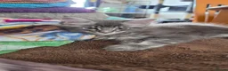Maine Coon cats for sale: Beautiful Maine Coon boy  - Advert 11