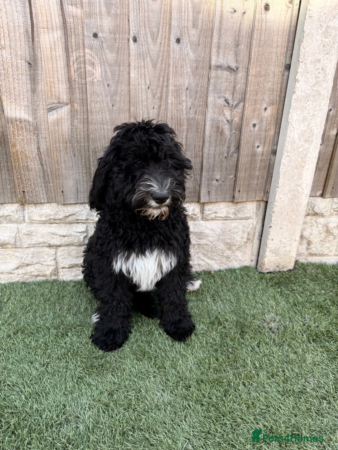 Sheepadoodle dogs for sale: F1 Sheepadoodle  in Doncaster - Image 32