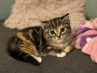 Mixed Breed cats for sale - Advert 1