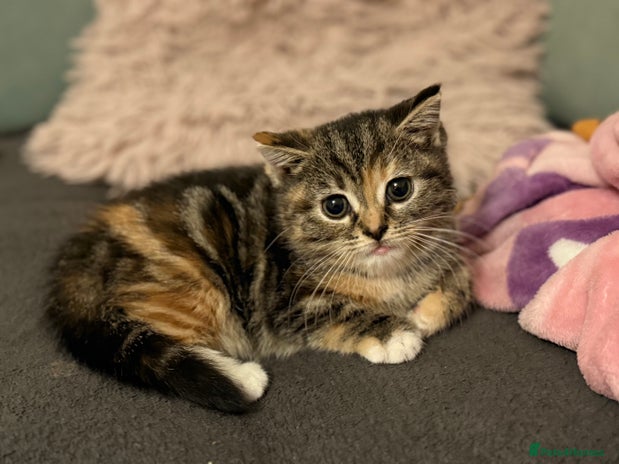 Mixed Breed cats - Advert 13