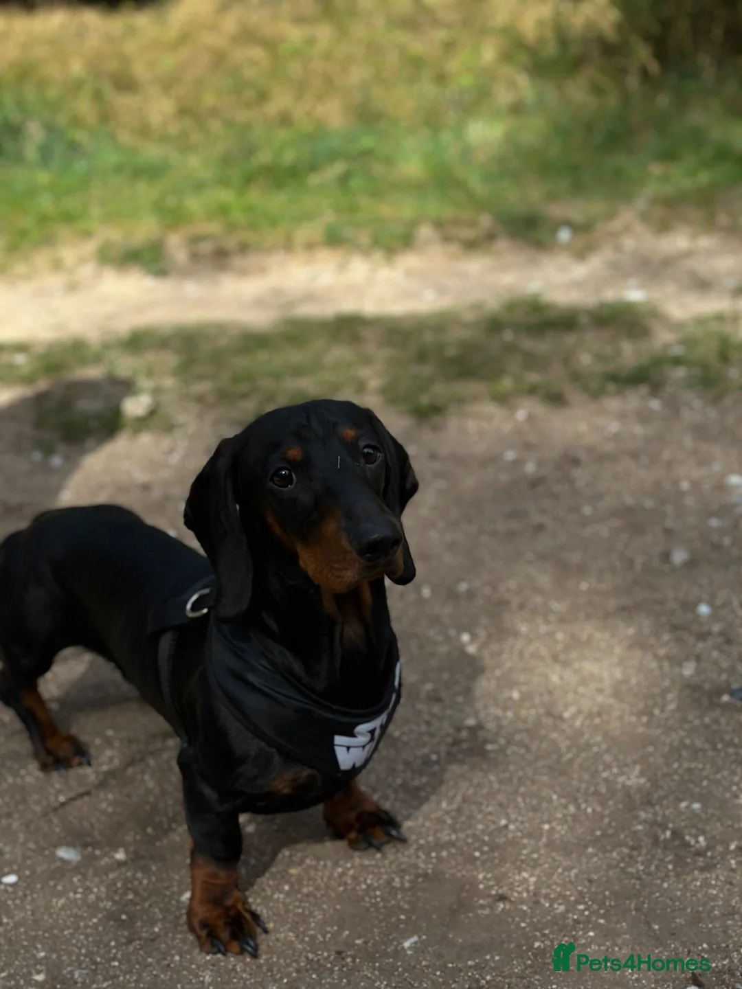 Dachshund dogs for sale: Dachshund  in Wisbech - Advert 1