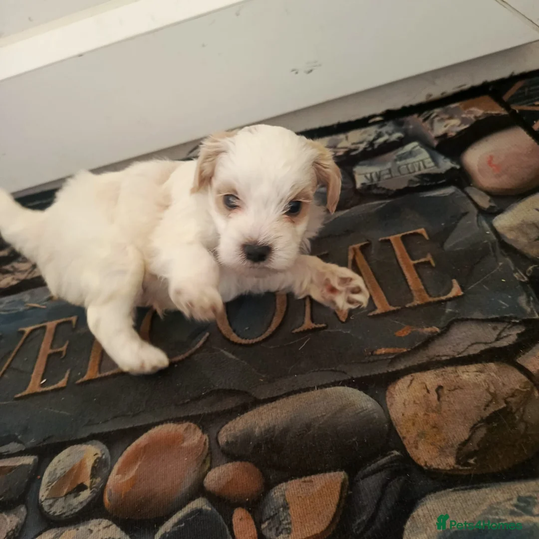 Maltese dogs for sale: 5 beautiful maltese puppies ready for new home. - Advert 1