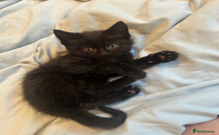 Mixed Breed cats - Advert 5