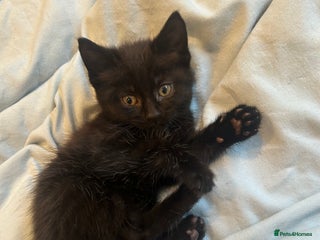 Mixed Breed cats - Advert 19