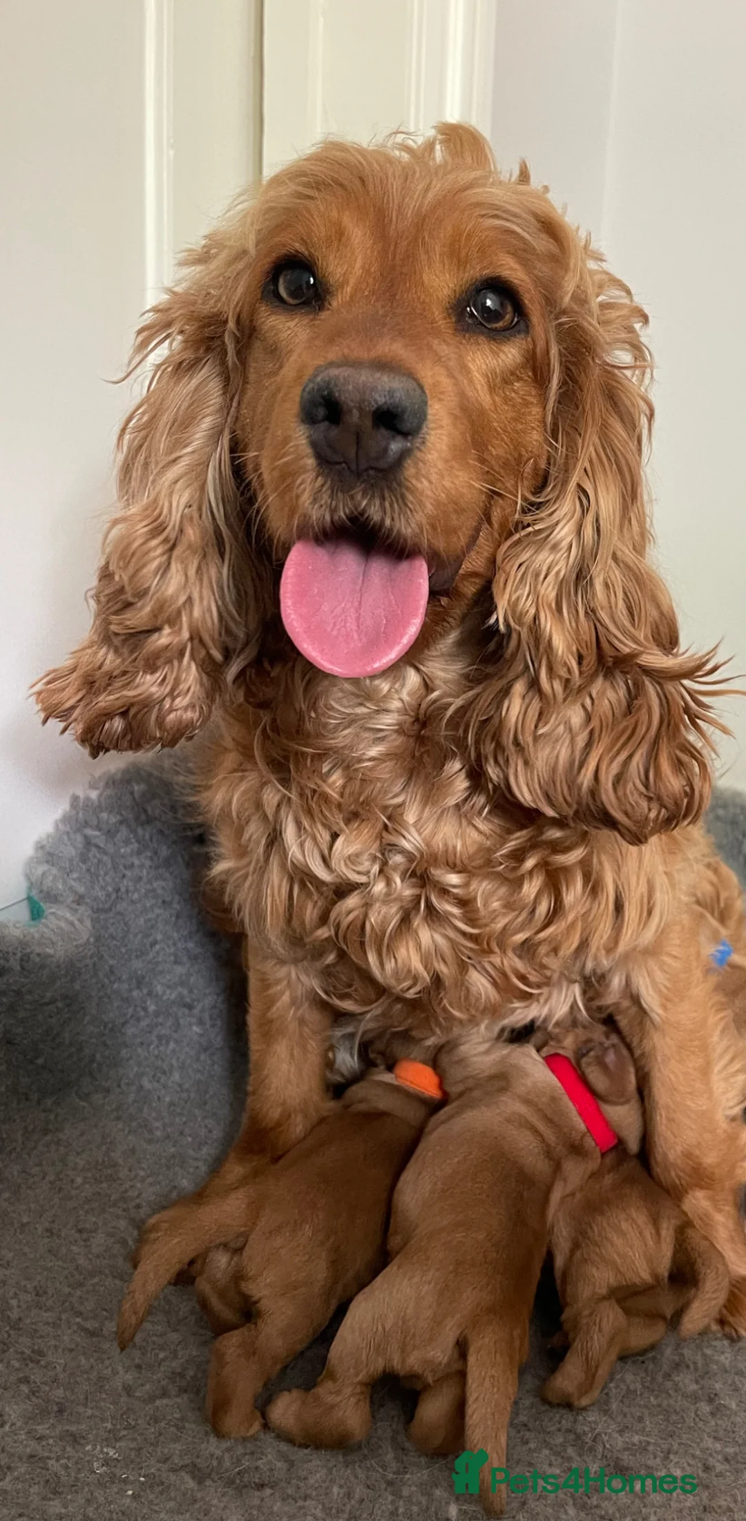 Cocker Spaniel dogs for sale: KC REG SHOW TYPE COCKER SPANIELS in Cambridge - Advert 2