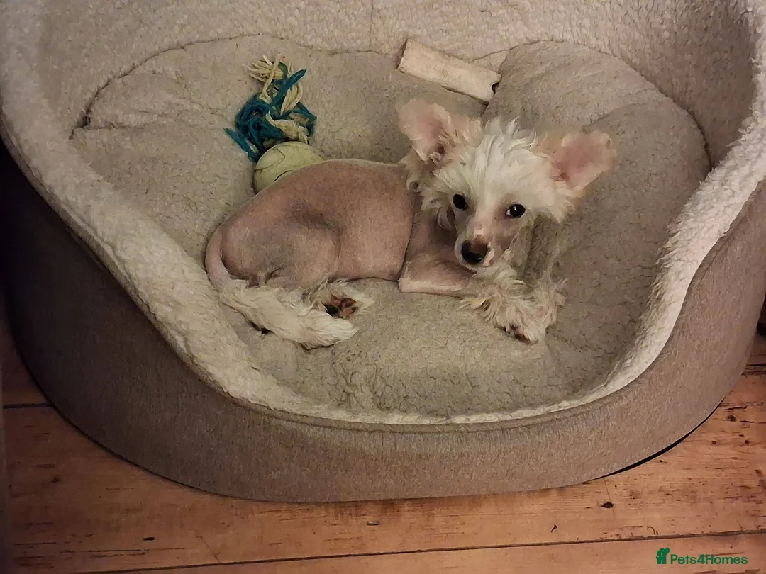 Chinese Crested dogs for sale: Chinese Crested HHL Dog Puppy - Advert 2