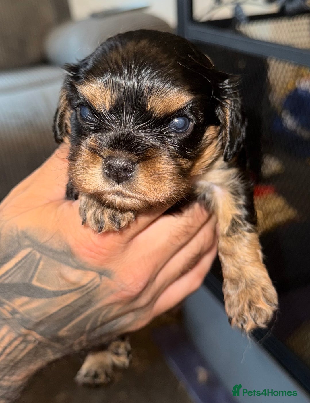 Cavalier King Charles Spaniel dogs for sale: 2 stunning little girls ready next week - Image 7