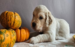 Golden Retriever dogs for sale: Outstanding Kc registered Golden Retriever babies  - Image 5