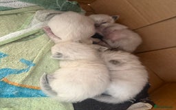Ragdoll cats for sale: Ragdolls🐈 - Image 2