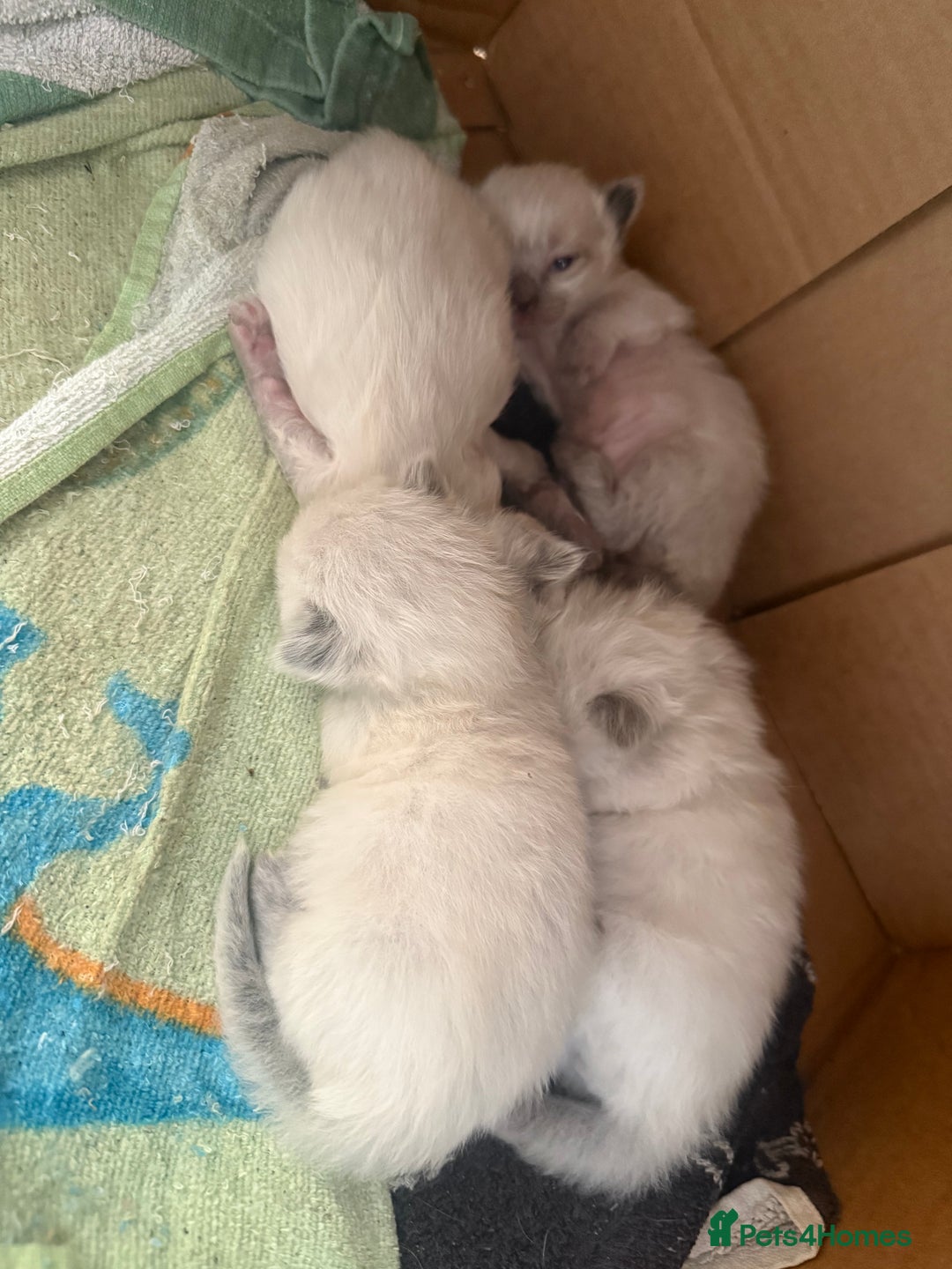 Ragdoll cats for sale: Ragdolls🐈 - Image 2
