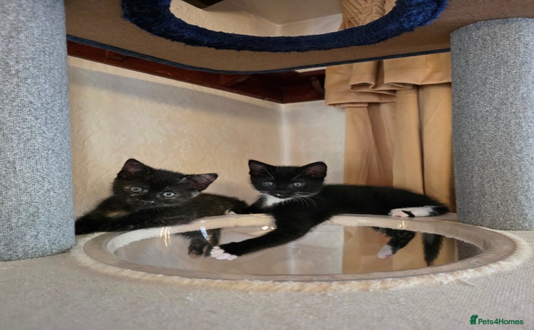 Domestic Shorthair cats - Advert 4