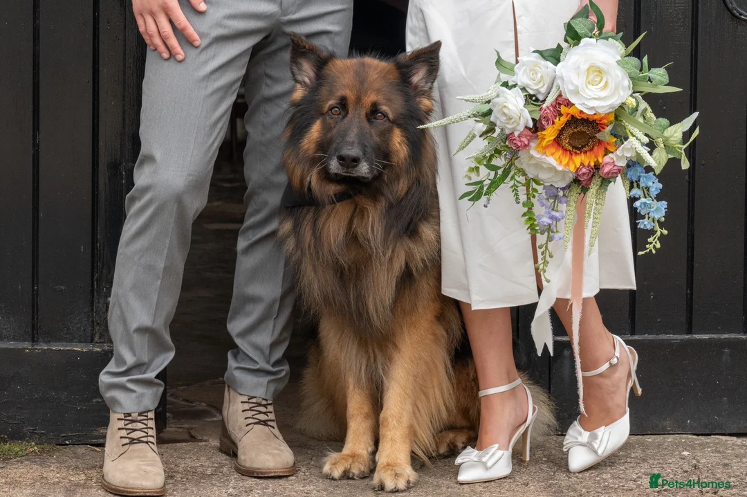 German Shepherd dogs for stud: KC registered beautiful stud in Rochdale - Advert 3