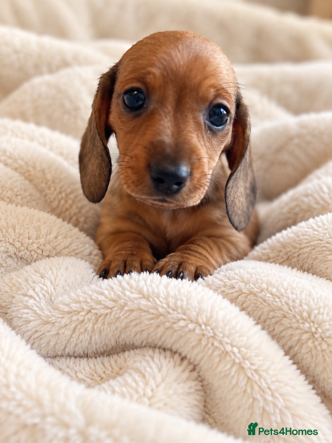 Miniature Dachshund dogs 🤍Exceptional PRA clear KC miniature Daschunds  - Advert 1