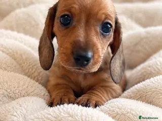 Miniature Dachshund dogs 🤍Exceptional PRA clear KC miniature Daschunds - Advert 1