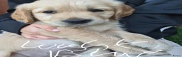 Golden Retriever dogs for sale: Golden retriever puppy's  - Advert 5