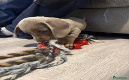 Miniature Dachshund dogs for sale: 13 week old miniature dachshund  - Image 3