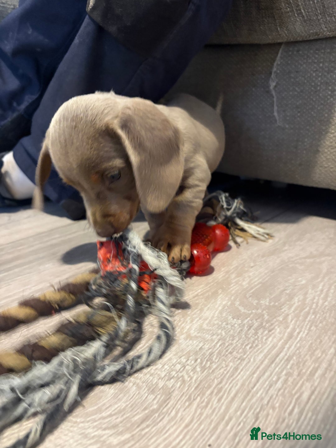 Miniature Dachshund dogs for sale: 13 week old miniature dachshund  - Image 3
