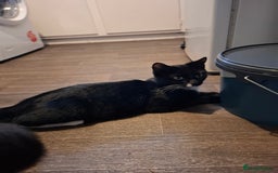 Mixed Breed cats for sale: seven funny kittens - Image 9