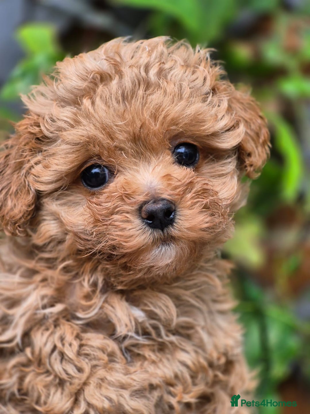 Maltipoo dogs for sale: 🐶Rare Asian/Korean Tiny Maltipoo Puppies🐶 - Image 15