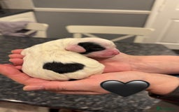 Sproodle dogs for sale: Gorgeous sproodle puppies - Family raised - Advert 8