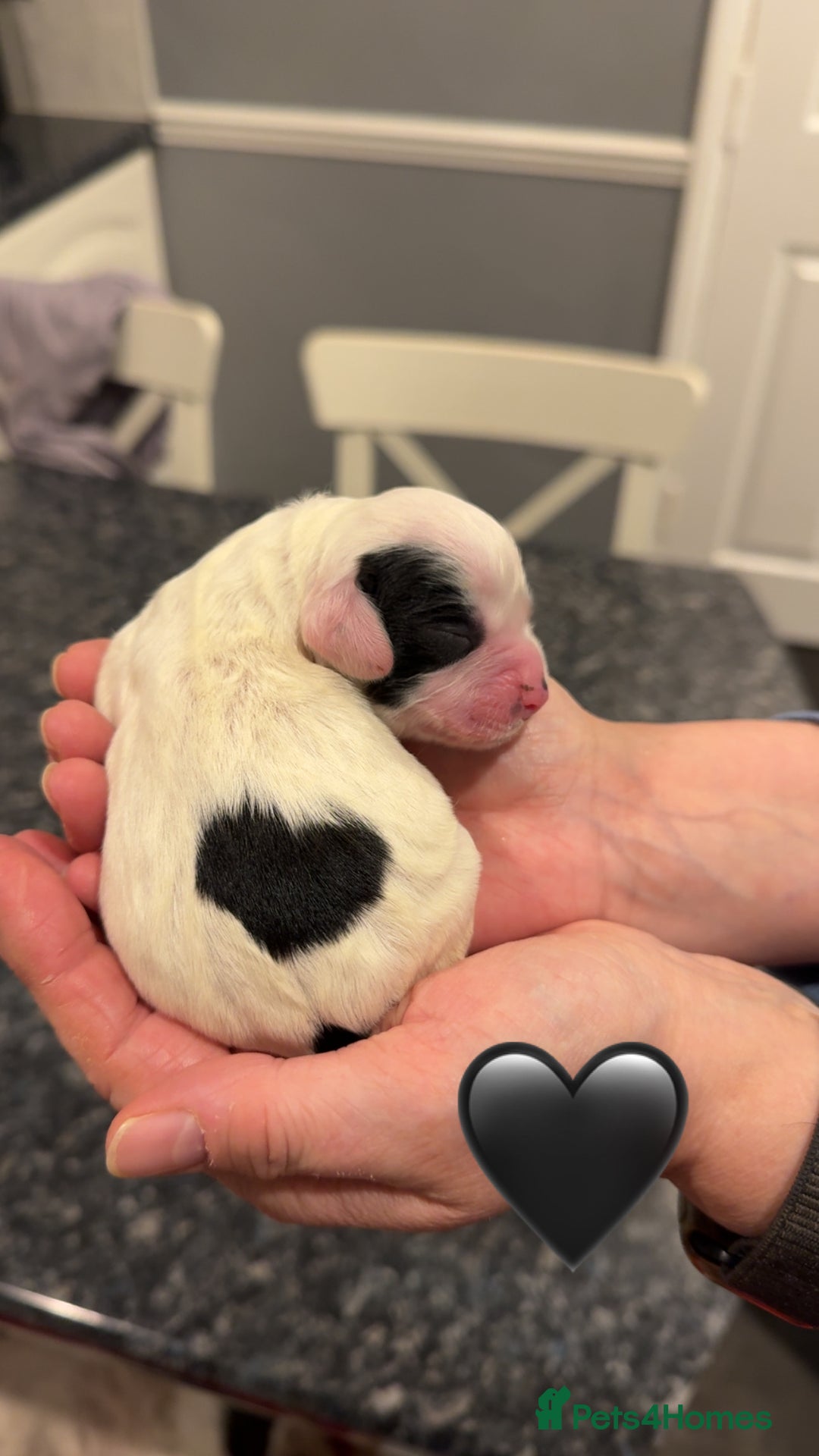 Sproodle dogs for sale: Gorgeous sproodle puppies - Family raised - Advert 8