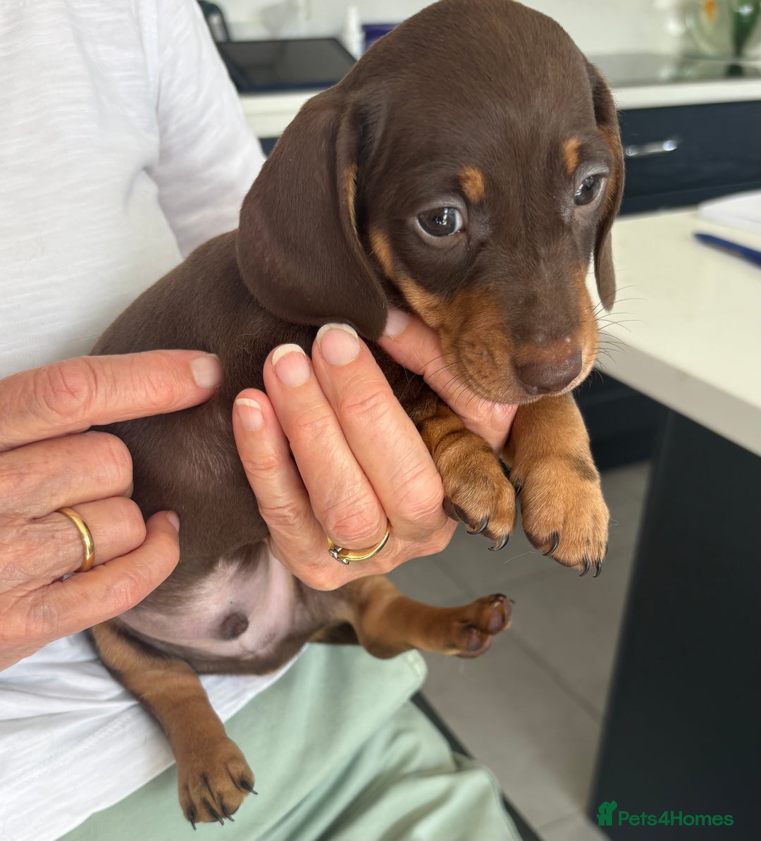 Miniature Dachshund dogs for sale: KC reg PRA clear smooth mini dachshund puppies - Image 22