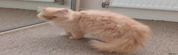 Persian cats for sale: Pure Persian Parents and kittens for sale in Hinckley - Advert 7