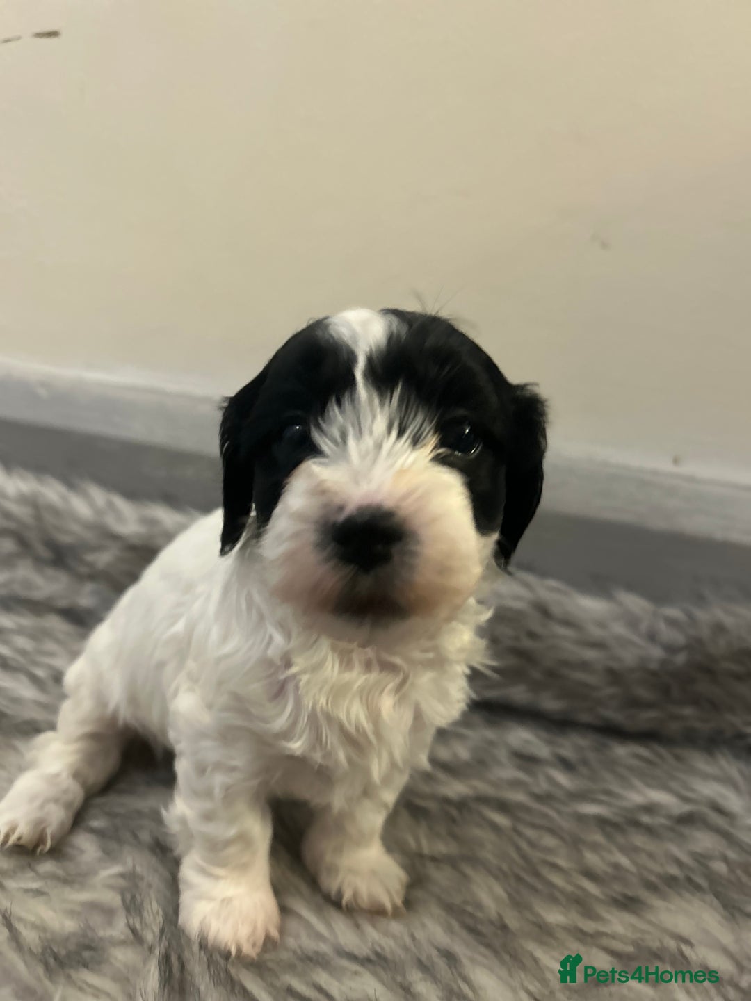 Havanese dogs for sale: 🐾 8 Havanese Puppies for Their Forever Homes 🐾 - Image 6