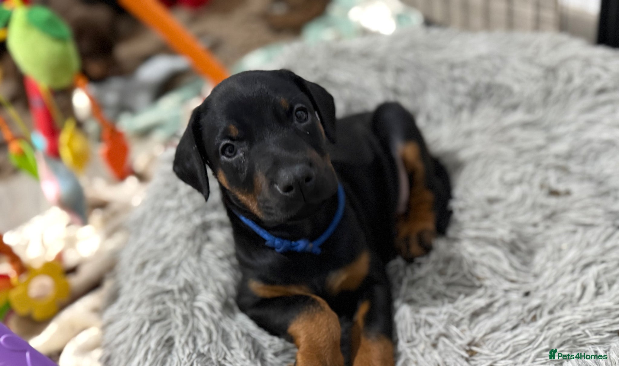 Dobermann dogs European Doberman Puppies - Advert 2