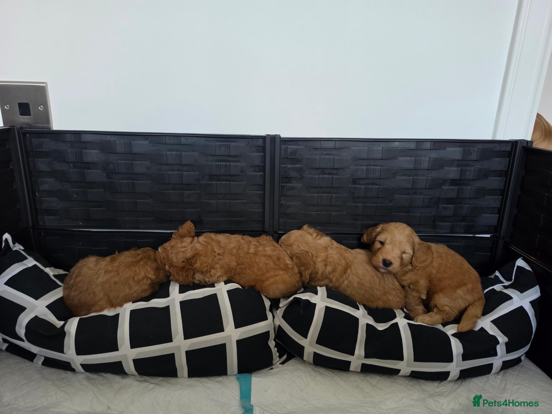 Cockapoo dogs Cockapoo puppy's from health checked parents - Advert 2