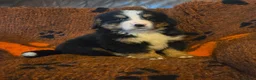 Bernese Mountain Dog dogs for sale: Gorgeous Bernese Mountain Dog Puppies  - Advert 3