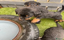 Rottweiler dogs for sale: Rotty/rottweiler puppies - Image 6
