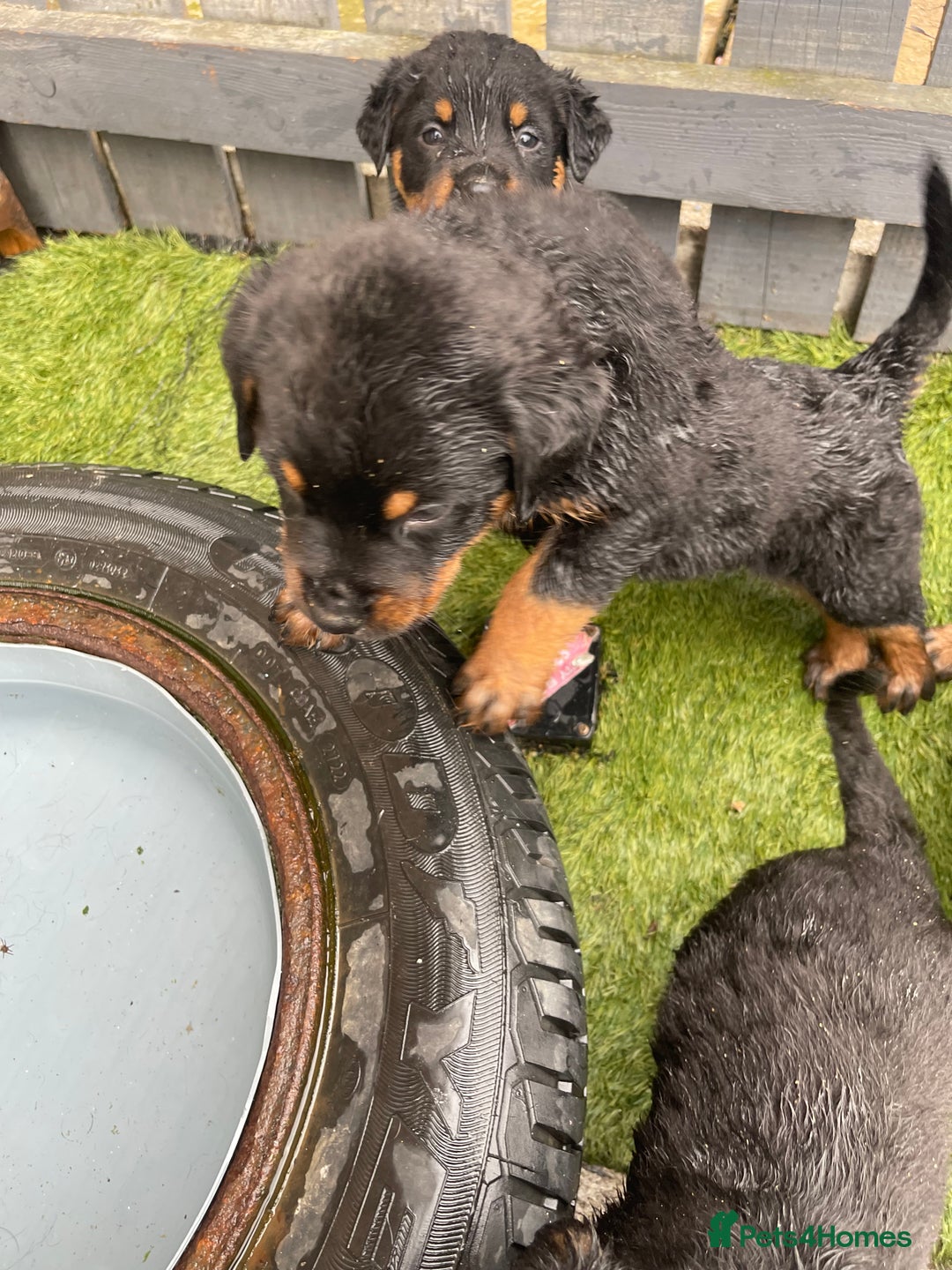 Rottweiler dogs for sale: Rotty/rottweiler puppies - Image 6