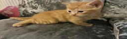 Mixed Breed cats for sale: Beautiful playfull kittens  in Nottingham - Advert 4