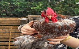 Chickens poultry for sale: Wyandotte Bantam rooster  - Image 2