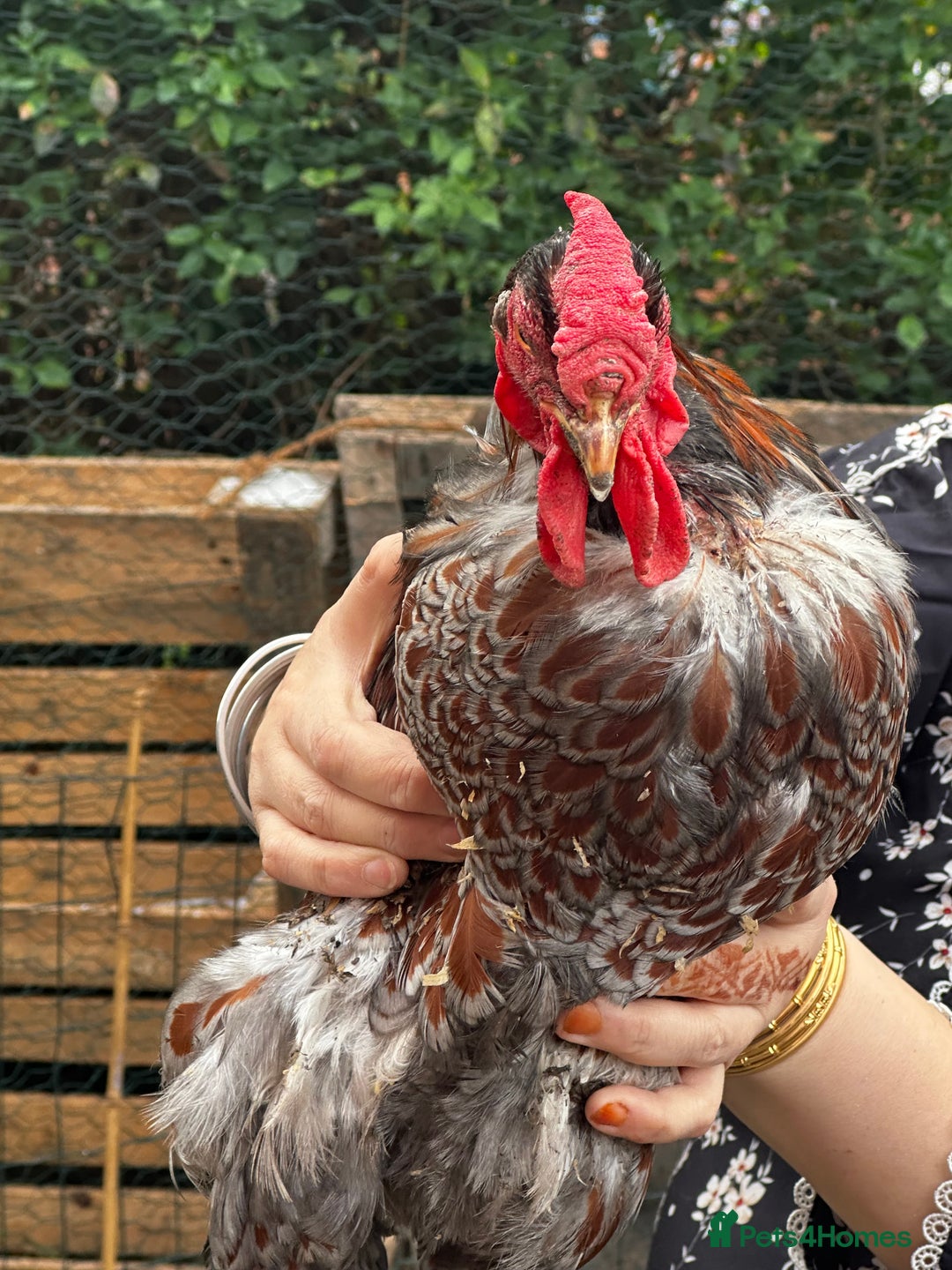 Chickens poultry for sale: Wyandotte Bantam rooster  - Image 2