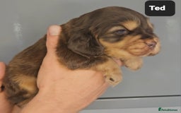 Cocker Spaniel dogs for sale: Exceptional Pedigree Kc Champion Show Cockers - Image 16