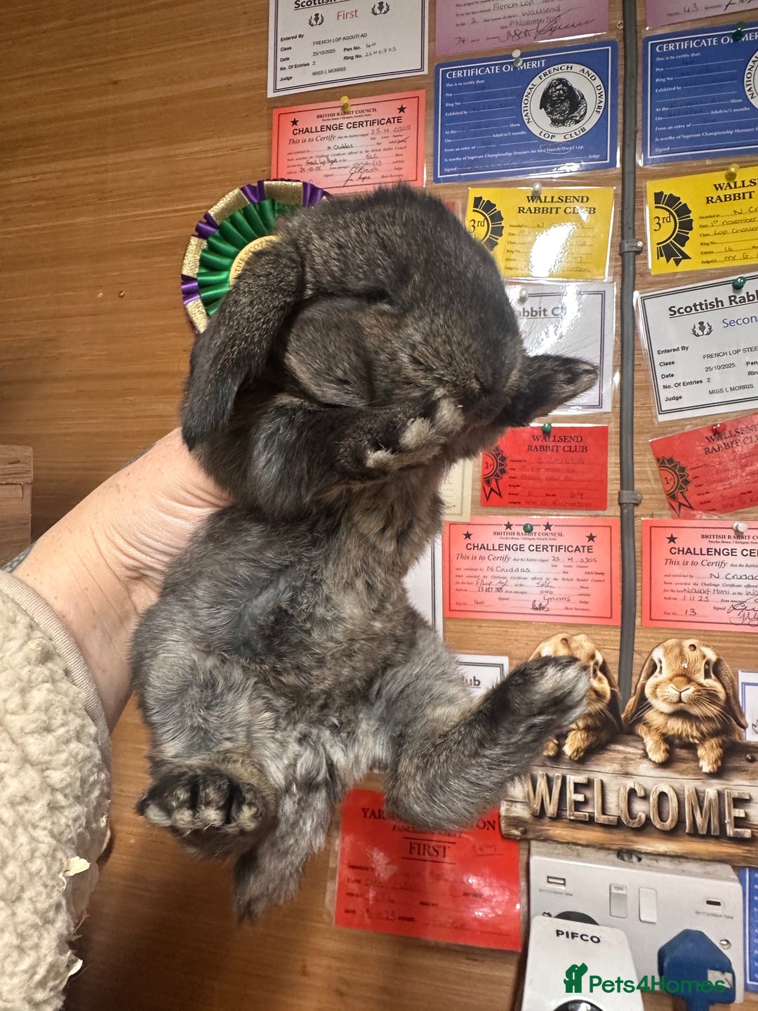 French Lop rabbits for sale: French lops - Advert 6