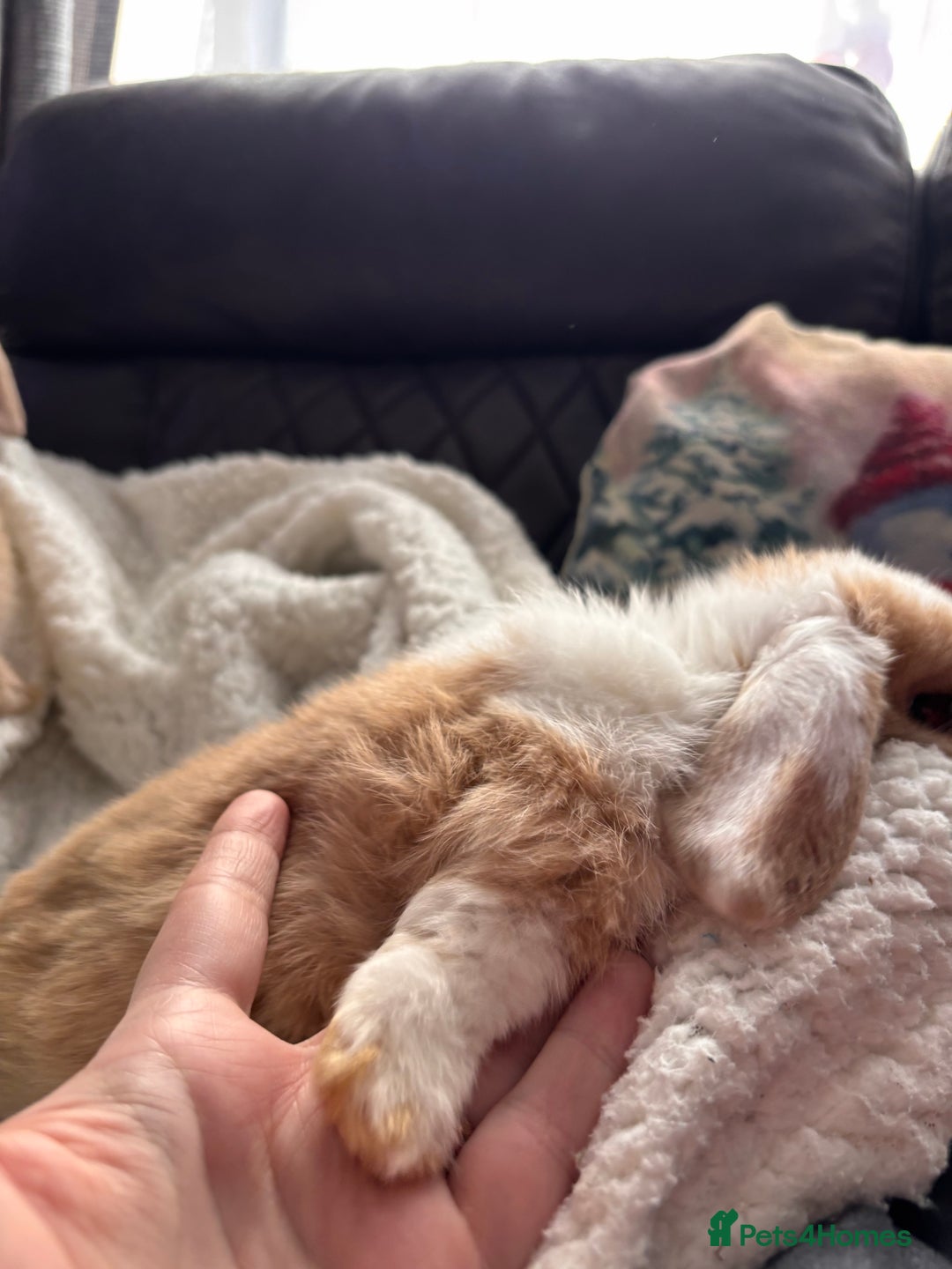 Mini Lop rabbits for sale: purebred Mini Lops  - Advert 21