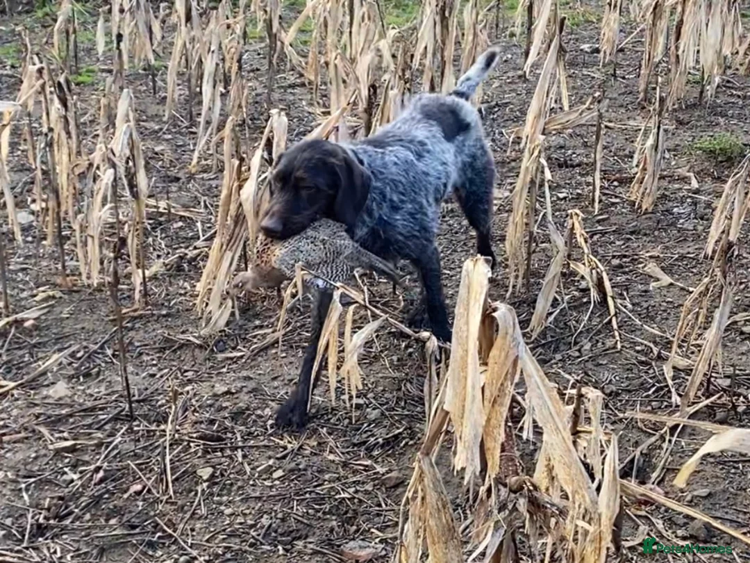 German Wirehaired Pointer dogs for stud: MILVUSTREE MARITIMUS AT HUNTSTAFF at stud  in Tenbury Wells - Advert 6