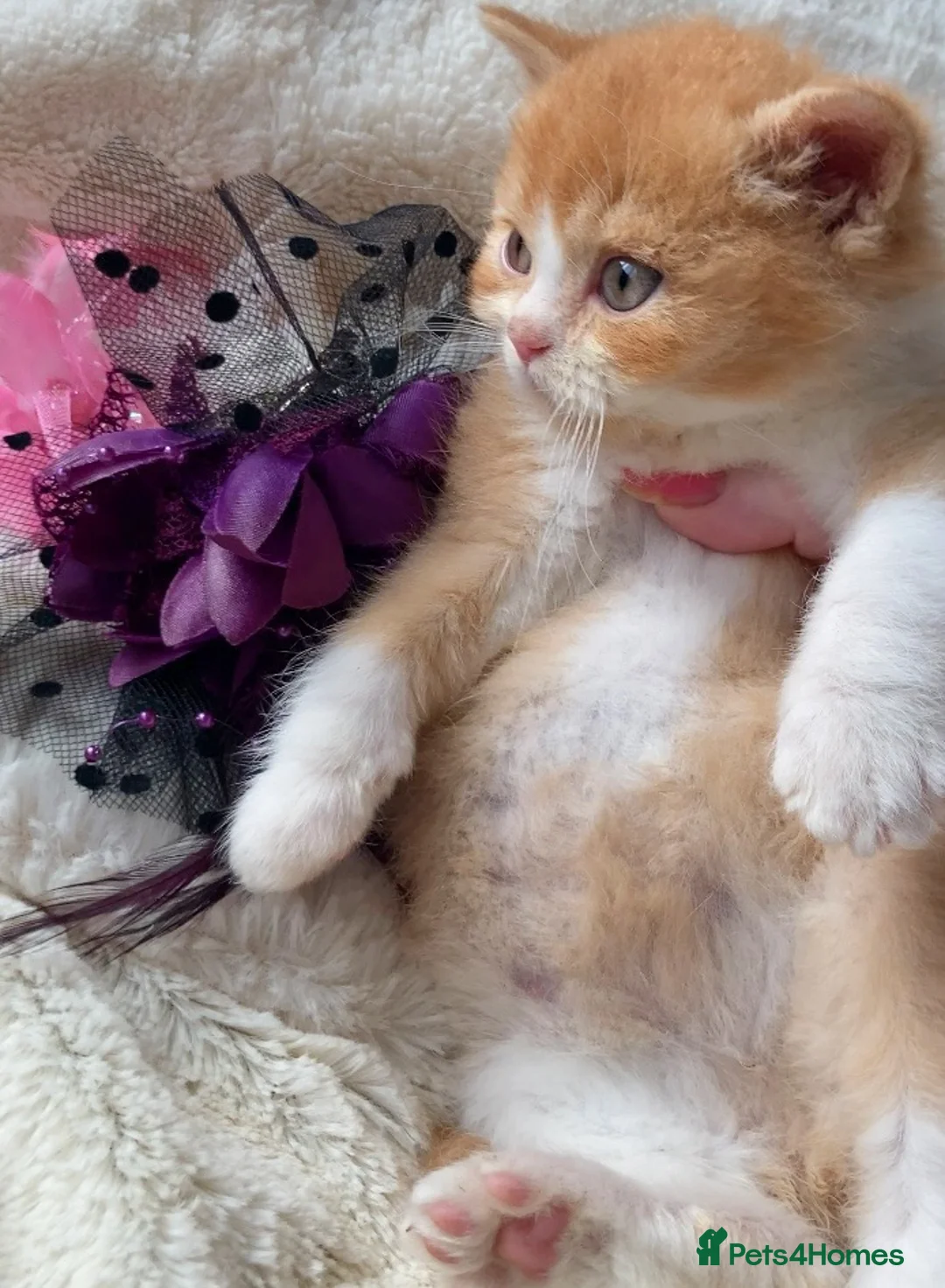 British Shorthair cats for sale: Gorgeous British Shorthairs TICA Registered - Advert 11