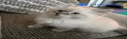 Ragdoll cats for sale: GCCF Registered - 1 Blue Tabby Remaining  - Advert 6