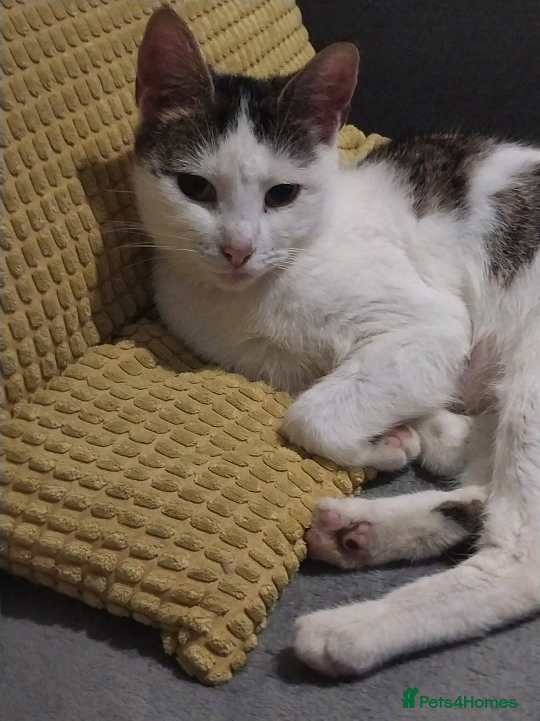 Mixed Breed cats for sale: Tabby mixed female cat - Advert 1