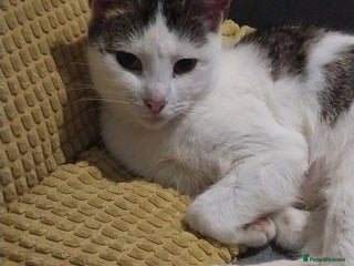 Mixed Breed cats Tabby mixed female cat - Advert 1