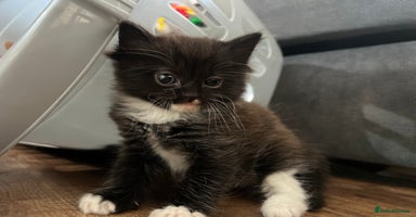 Mixed Breed cats - Advert 1